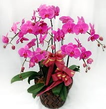 Sepet ierisinde 5 dall lila orkide  Ankara 14 ubat ucuz iek gnder 