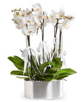 Be dall metal saksda beyaz orkide  Ankara 14 ubat iek yolla ieki 