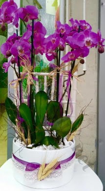 Seramik vazoda 4 dall mor lila orkide  Ankara 14 ubat online iek gnderme sipari 