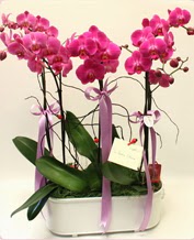 Beyaz seramik ierisinde 4 dall orkide  Ankara 14 ubat ucuz iek gnder 
