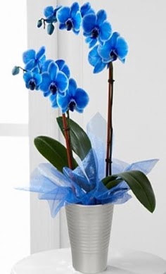 Seramik vazo ierisinde 2 dall mavi orkide  Ankara 14 ubat iek , ieki , iekilik 