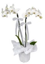 2 dall beyaz orkide  Ankara 14 ubat gvenli kaliteli hzl iek 
