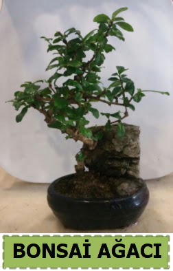 Bonsai a�ac� japon a�ac� sat���  Ankara 14 �ubat sevgilime hediye �i�ek yolla 