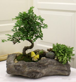 A�a� k�t�k i�erisinde bonsai ve sukulent  Ankara 14 �ubat �i�ek g�nderme sitemiz g�venlidir 