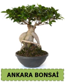 Bonsai sat���  Ankara 14 �ubat sevgililer g�n� �i�ek sat��� 