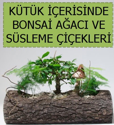 K�t�k i�erisinde bonsai japon a�a� bitkisi  Ankara 14 �ubat sevgililer g�n� �i�ek sat��� 