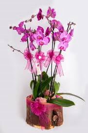4 dall ktk ierisibde mor orkide  Ankara 14 ubat sevgililer gn iek sat 