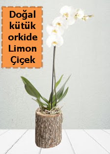 Doal ktkte tek dall beyaz orkide  Ankara 14 ubat ieki telefonlar 