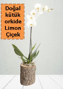Do�al k�t�kte tek dall� beyaz orkide  Ankara 14 �ubat �i�ek�i telefonlar� 