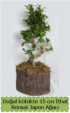 Doal ktkte thal bonsai japon aac  Ankara 14 ubat iek gnderme 