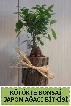 K�t�k i�erisinde do�al bonsai a�ac�  Ankara 14 �ubat �i�ek�i telefonlar� 
