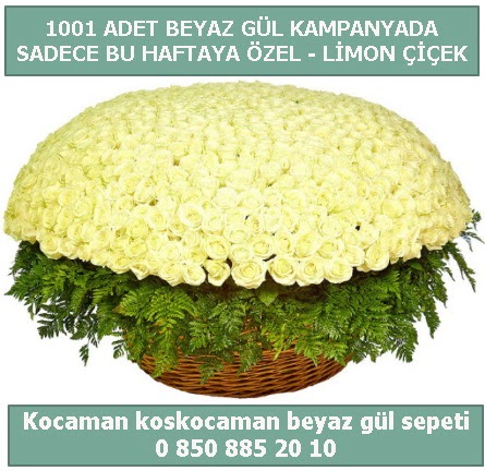 1001 adet beyaz g�l sepeti �zel kampanyada  Ankara 14 �ubat �i�ek g�nderme sitemiz g�venlidir 
