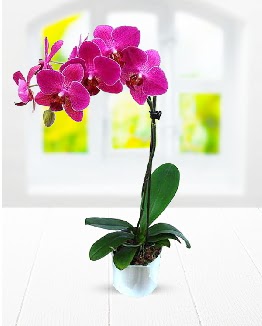 Tek dall mor orkide  Ankara 14 ubat sevgililer gn iek sat 