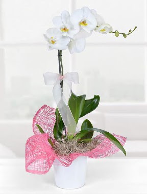 Tek dall beyaz orkide seramik saksda  Ankara 14 ubat iek gnderme  
