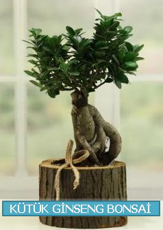 K�t�k a�a� i�erisinde ginseng bonsai  Ankara 14 �ubat �i�ek g�nderme sitemiz g�venlidir 