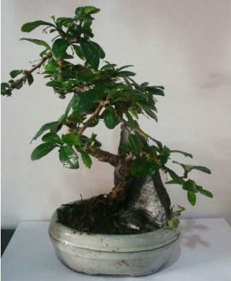 S eklinde ithal bonsai aac  Ankara 14 ubat iek yolla ieki 