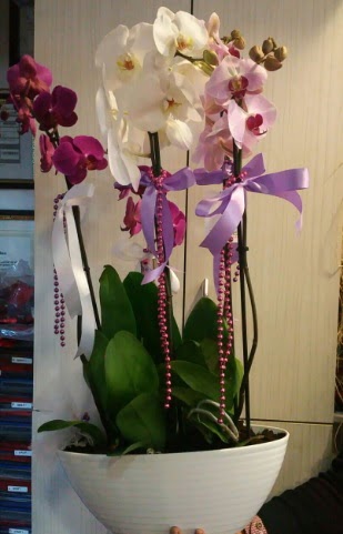 Mor ve beyaz ve pembe 6 dall orkide  Ankara 14 ubat ucuz iek gnder 