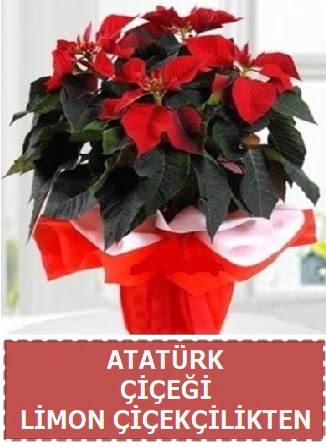 Atat�rk �i�e�i saks� bitkisi  Ankara 14 �ubat sevgililer g�n� �i�ek sat��� 