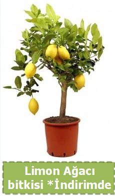 Limon aac bitkisi Ev iin limon bitkisi  Ankara 14 ubat iek , ieki , iekilik 