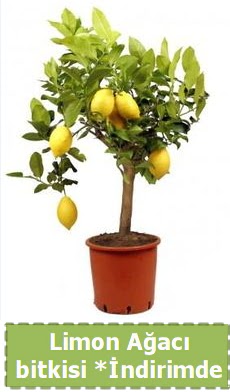 Limon a�ac� bitkisi Ev i�in limon bitkisi  Ankara 14 �ubat �i�ek , �i�ek�i , �i�ek�ilik 