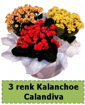 3 renk Kalanchoe Calandiva saks bitkisi  Ankara 14 ubat iek gnderme 