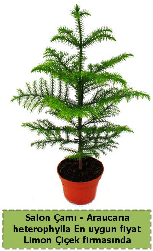 Araucaria heterophylla Salon �am� tek dall�  Ankara 14 �ubat sevgililer g�n� �i�ek sat��� 
