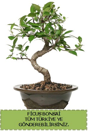 Ficus bonsai  Ankara 14 ubat iek gnderme sitemiz gvenlidir 