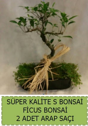 Ficus S Bonsai ve arap sa��  Ankara 14 �ubat �i�ek�i telefonlar� 