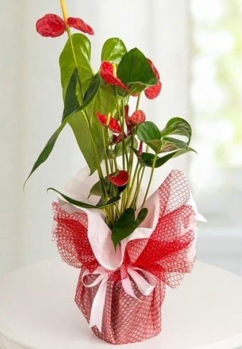 Anthurium Saks� �i�e�i  Ankara 14 �ubat sevgilime hediye �i�ek yolla 