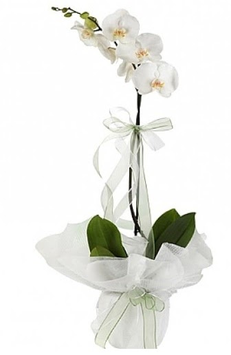 Tekli Beyaz Orkide  Ankara 14 ubat sevgilime hediye iek yolla 