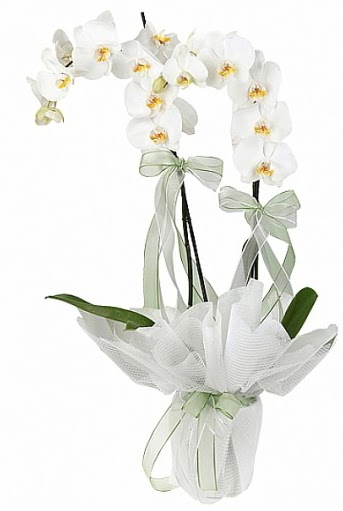 ift Dall Beyaz Orkide  Ankara 14 ubat anneler gn iek yolla 