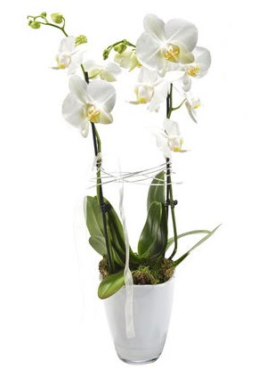 2 dall beyaz seramik beyaz orkide sakss  Ankara 14 ubat iek gnderme sitemiz gvenlidir 