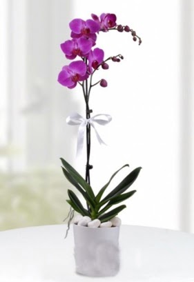 Tek dall saksda mor orkide iei  Ankara 14 ubat iekiler 