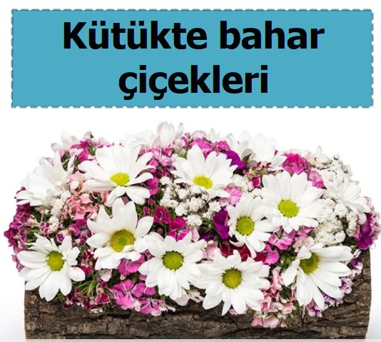 K�t�k i�erisinde k�r �i�ekleri  Ankara 14 �ubat �i�ek , �i�ek�i , �i�ek�ilik 