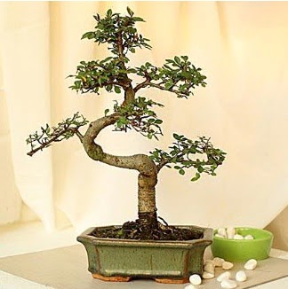 Shape S bonsai  Ankara 14 �ubat �nternetten �i�ek sipari�i 