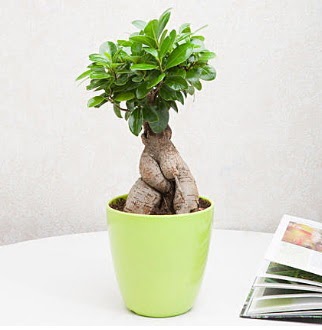 Ficus Ginseng Bonsai  Ankara 14 �ubat 14 �ubat sevgililer g�n� �i�ek 