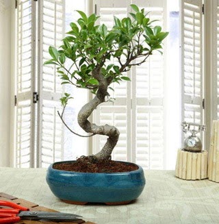 Amazing Bonsai Ficus S �thal  Ankara 14 �ubat internetten �i�ek sipari�i 