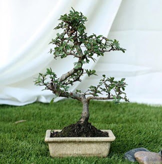 Fashionable Ulmus S Shape Bonsai �thal  Ankara 14 �ubat yurti�i ve yurtd��� �i�ek sipari�i 