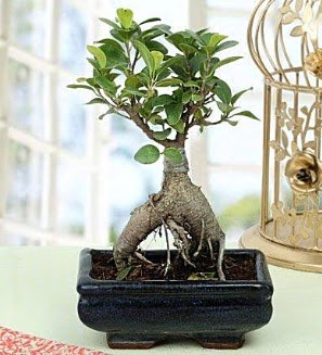 Appealing Ficus Ginseng Bonsai  Ankara 14 �ubat anneler g�n� �i�ek yolla 