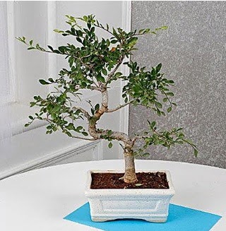 Unique Ulmus S Shaped Bonsai  Ankara 14 �ubat �i�ek online �i�ek sipari�i 