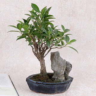 Japon aac Evergreen Ficus Bonsai  Ankara 14 ubat iek gnderme sitemiz gvenlidir 