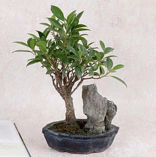 Japon a�ac� Evergreen Ficus Bonsai  Ankara 14 �ubat �i�ek g�nderme sitemiz g�venlidir 