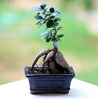 Marvellous Ficus Microcarpa ginseng bonsai  Ankara 14 ubat iek siparii vermek 