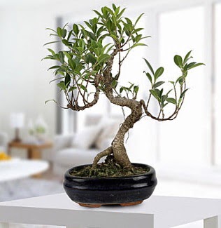 Gorgeous Ficus S shaped japon bonsai  Ankara 14 ubat yurtii ve yurtd iek siparii 
