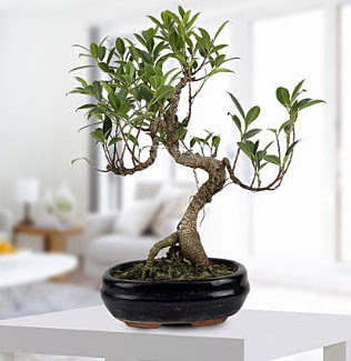 Gorgeous Ficus S shaped japon bonsai  Ankara 14 �ubat yurti�i ve yurtd��� �i�ek sipari�i 