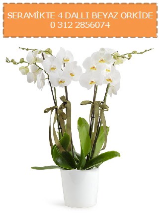 Seramikte 4 dall beyaz orkide  Ankara 14 ubat iekiler 