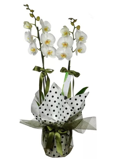 ift Dall Beyaz Orkide  Ankara 14 ubat 14 ubat sevgililer gn iek 