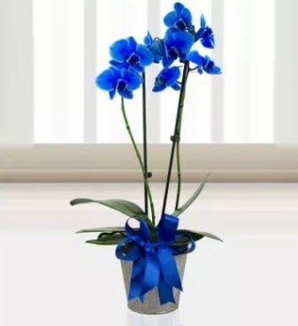 ift dall mavi orkide  Ankara 14 ubat sevgililer gn iek sat 