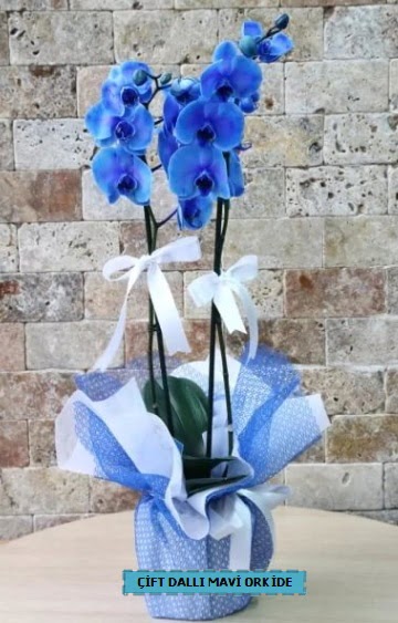 ift dall ithal mavi orkide  Ankara 14 ubat iek yolla ieki 