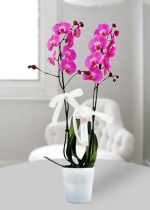 ift dall mor orkide  Ankara 14 ubat iekiler 